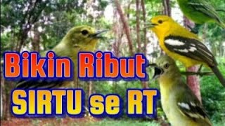 Suara Burung Sirtu Cipoh Tarung di Hutan _ Cocok Buat Pancingan Pikat Macet Bunyi
