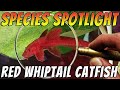 Red whiptail catfish l010arineloricaria  rare freshwater aquarium catfish