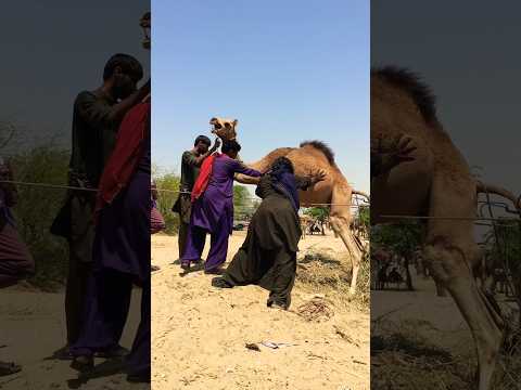 يحاول المالك تحميل الجمل في الجزء الخلفي من السيارة