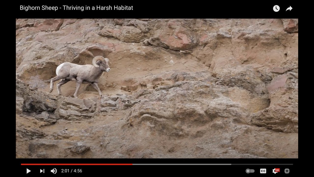 Bighorn Sheep Thriving in a Harsh Habitat YouTube