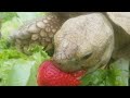 Feeding Tortoises And Chat