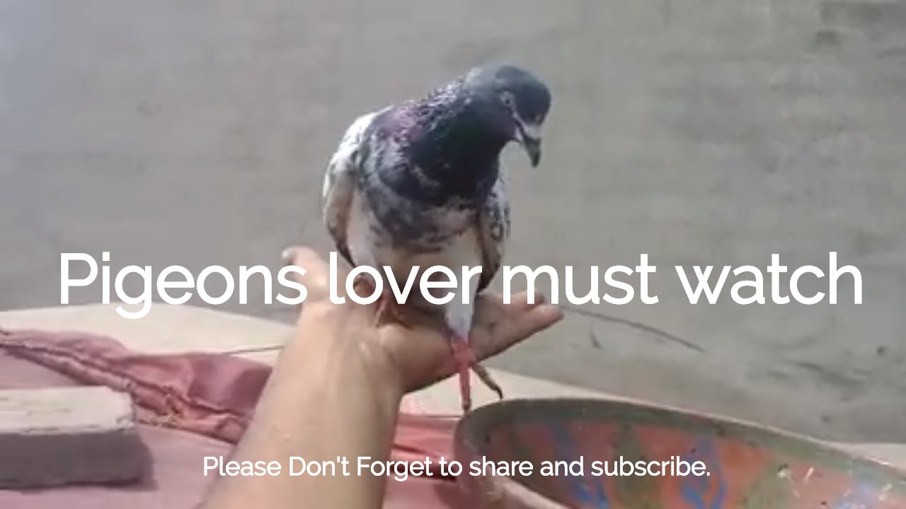 Pigeons Make Great Pets Smart Beautiful And Gentle Birds Youtube