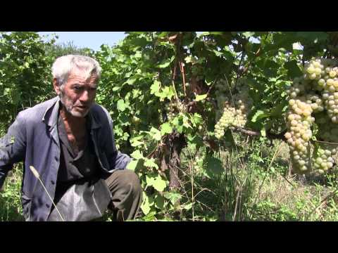 მევენახეები ყურძენზე დაბალ ფასს აპროტესტებენ – „ვენახებს ისევ გავჩეხავთ“