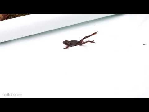 Tailed Frog Jump And Crash Landing