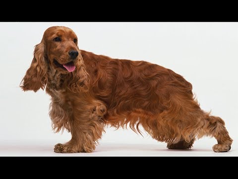 Хочу собаку. Английский коккер-спаниель | Телеканал "Мама"
