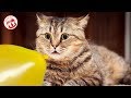 KITTENs 😻 CATs Vs. Balloons 🐱🎈 Funny and Cute Cats Playing Balloons Compilation 2019