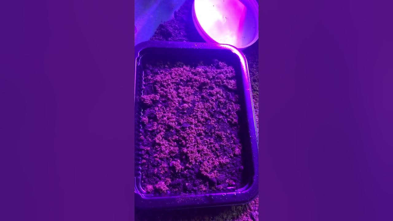 Why and how you should inoculate your soil with growth promoting