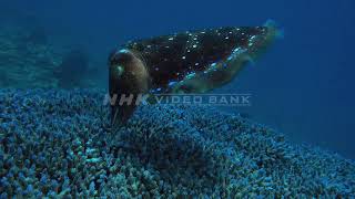 NHK VIDEO BANK - Underwater: broadclub cuttlefish spawning  in the sea off Kerama Islands, Okinawa