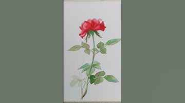 Các bước vẽ một bông hồng bằng màu nước | Vẽ hoa hồng bằng màu nước #drawing #vetranh #art