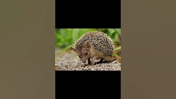 Даурский ёж