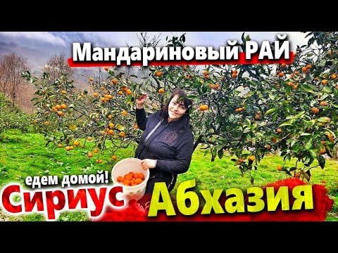 ИЗ АБХАЗИИ В СИРИУС И ДОМОЙ! СОБИРАЕМ МАНДАРИНЫ В ГОРАХ ГУДАУТЫ! 20 ЛИТРОВ ЧАЧИ С СОБОЙ)