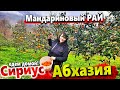 ИЗ АБХАЗИИ В СИРИУС И ДОМОЙ! СОБИРАЕМ МАНДАРИНЫ В ГОРАХ ГУДАУТЫ! 20 ЛИТРОВ ЧАЧИ С СОБОЙ)