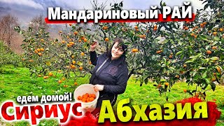 ИЗ АБХАЗИИ В СИРИУС И ДОМОЙ! СОБИРАЕМ МАНДАРИНЫ В ГОРАХ ГУДАУТЫ! 20 ЛИТРОВ ЧАЧИ С СОБОЙ)