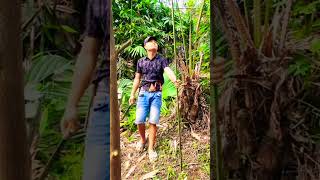 Leaving the City #usa #ForestHome #OffGrid #Architecture #Woodworking #DeepForest.