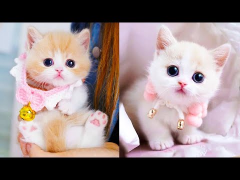 Baby Cats - Cute and Funny Cat Videos Compilation #60 | Aww ...