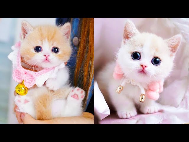 Baby Cats - Cute and Funny Cat Videos Compilation #60 | Aww ...