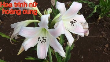 Cây giống và lá khô Trinh nữ hoàng cung (0985113004)