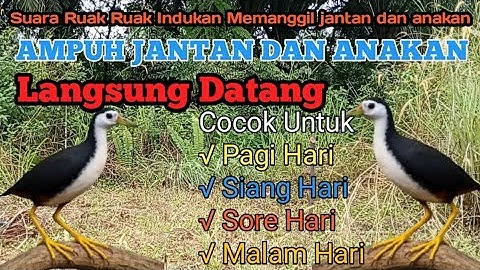 Ampuh Suara Pikat Indukan Dan Anakan Burung Ruak Ruak Langsung Banyak Yang Datang