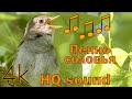 Пение соловья (4К, HQ sound)