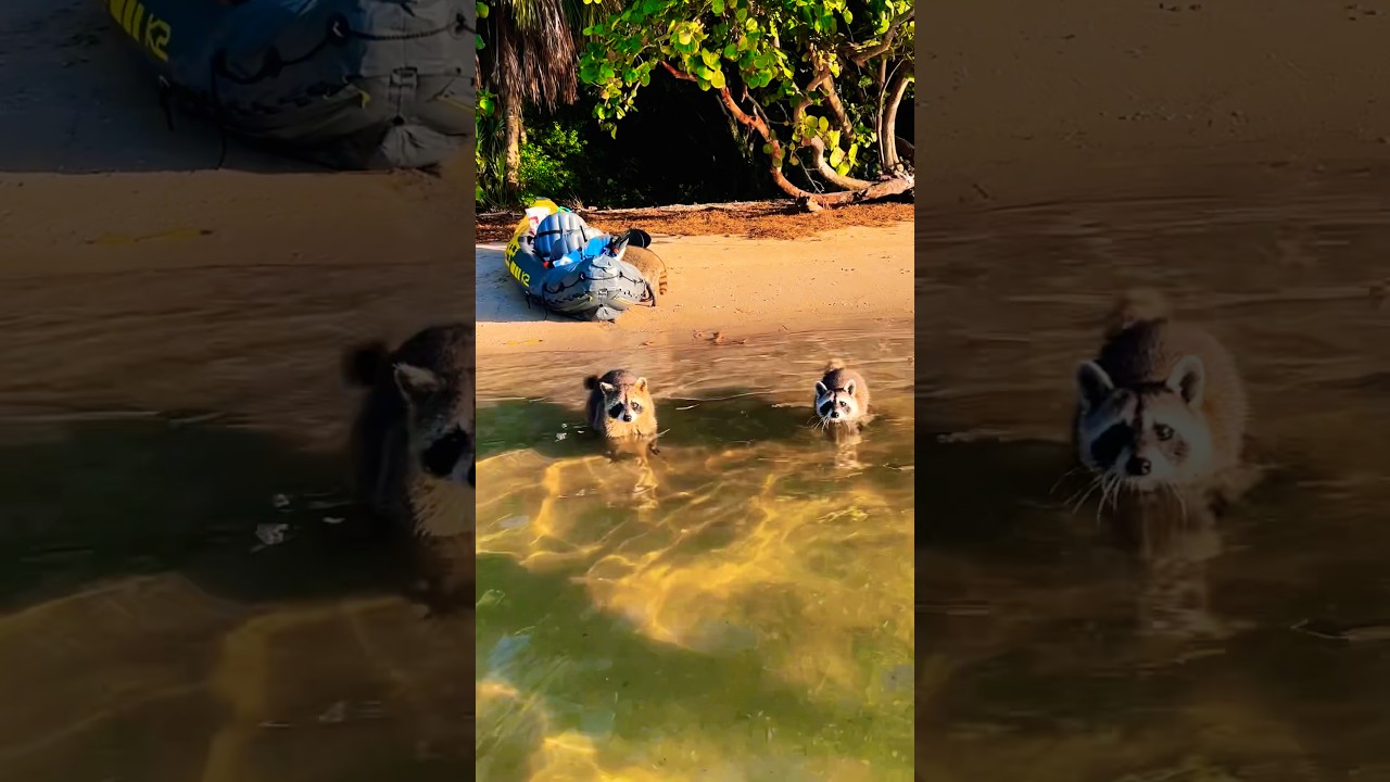 Kayıkla Sandspur Island Keşfi: Rakunlar Bizi Şaşırttı!