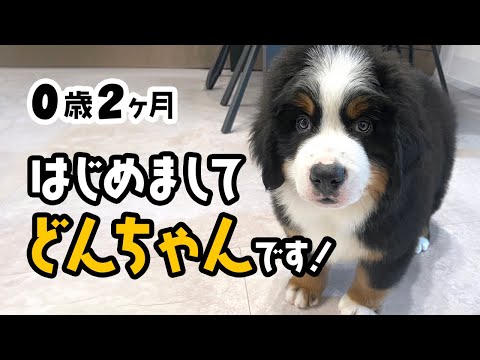 【バーニーズページ】「晴れの日に」 「ワンちゃんズ」 バーニーズページ】「晴れの日に」 「ワンちゃんズ」 バーニーズ