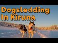 Dogsledding in Kiruna, Sweden