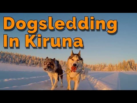 Video: Dogsledding Dalam Lapland Sweden [PICs] - Matador Network