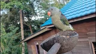 Suara Pikat Burung Nuri tanau/tjaling/puling Gacoooor