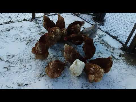 ХРИПЯТ  И СОПУТ КУРОЧКИ? ЗДЕЛАЙТЕ ТАК.