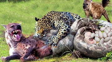Hyena Was Swallowed By A Giant Python And Luckily It Was Saved By Leopard