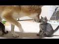 子猫の事が大好きで仕方がない柴犬---Shiba Inu love kittens--