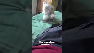 Mischievous Luna ❤️❤️❤️❤️❤️ #cat #catlovers #catvideos #catlife #catmemes