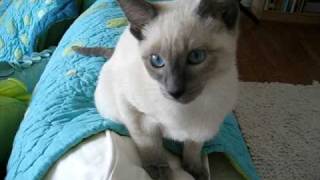 Chatty Siamese Kitten