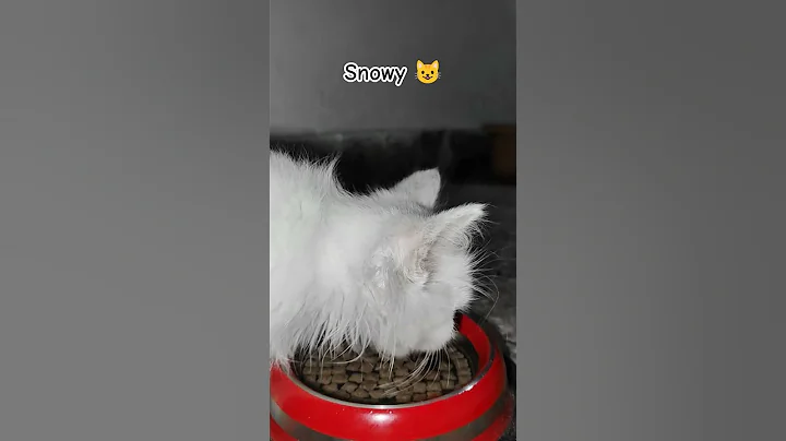 Video 11756591: persian cat lover's kittens, persian kittens cat sound, persian cat kitten white, persian cat kitten cute, persian cat drinking water