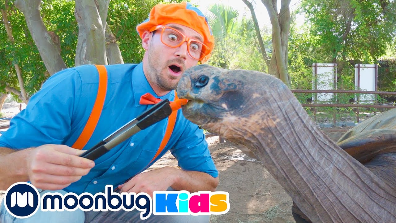 ⁣🐢 Blippi Visits a Zoo (Phoenix Zoo) @Blippi | Explore With Me!