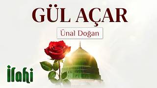 İlahi - Gül açar gül bahçesinde ilahisi / Ünal Doğan ilahileri / En güzel hareketli İlahiler dinle