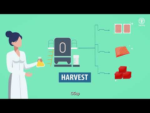 Производство пищи на основе культуры клеточных технологий и безопасность пищевых продуктов