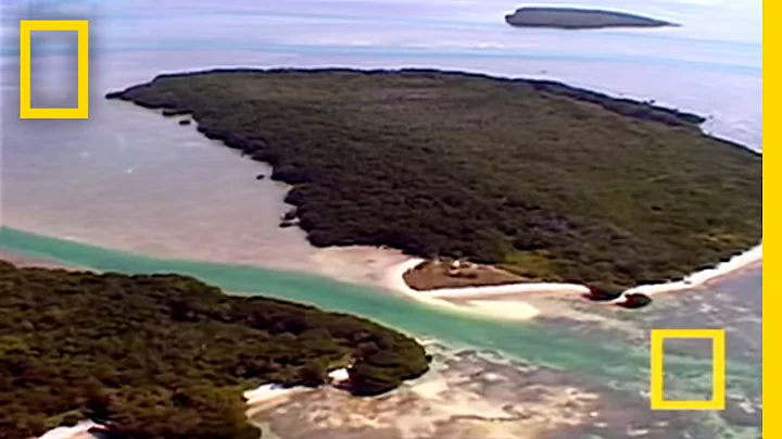 Bull Sharks | National Geographic