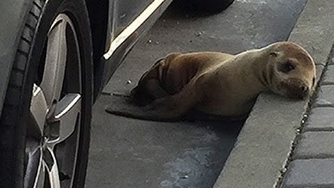 Confused seal pup found roaming the streets of San Francisco