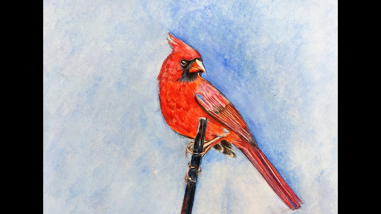 Cardinal Bird Drawing