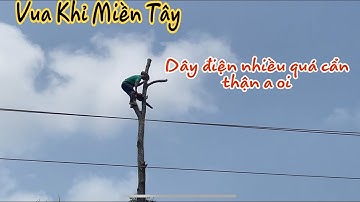 Leo cưa cây Sao có nhiều đường dây điện vua Khỉ Miền Tây hết sức nguy hiểm