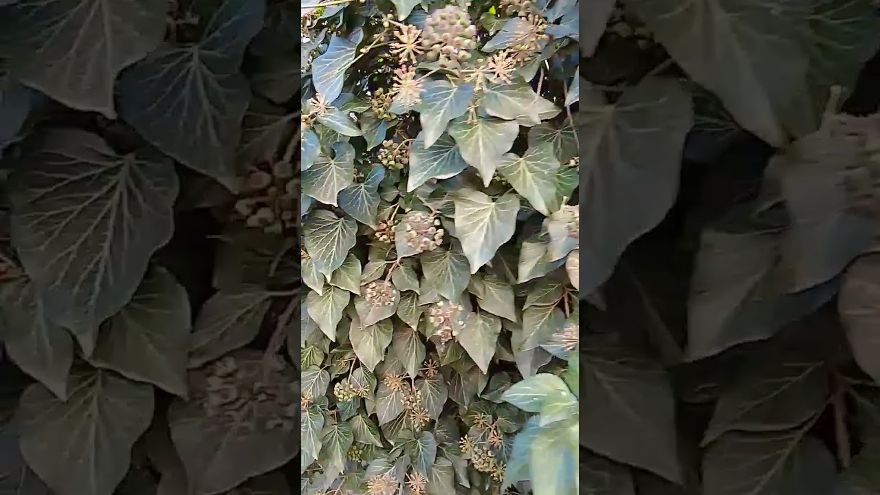 Загадка плюща #крым #зима #плющ