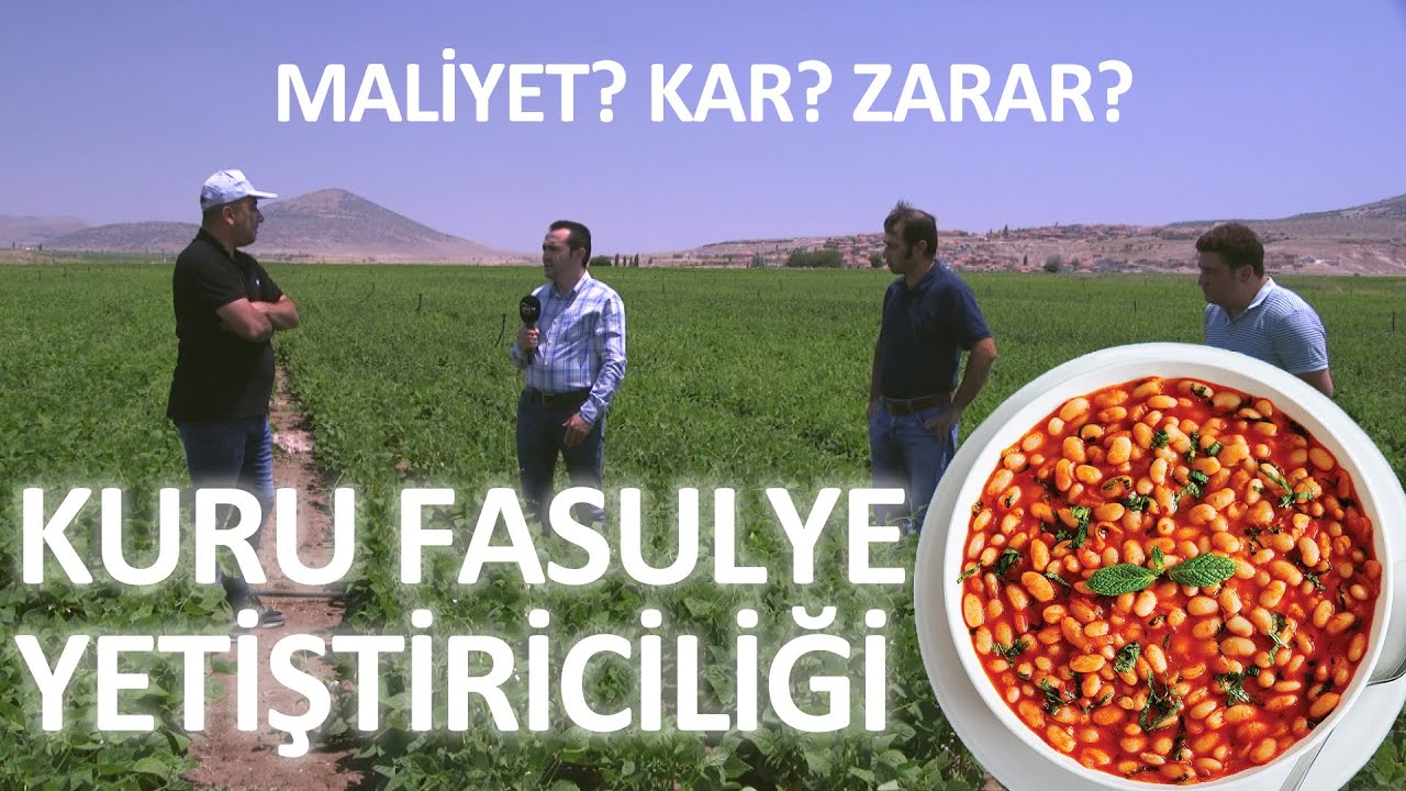 Kuru Fasulye Yetiştiriciliği - Tarla Bitkileri #kurufasulye #tarım #çiftçitv