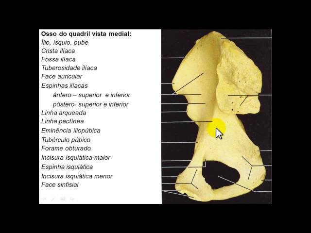 Pelve feminina e masculina - Anatomia dos ossos do quadril