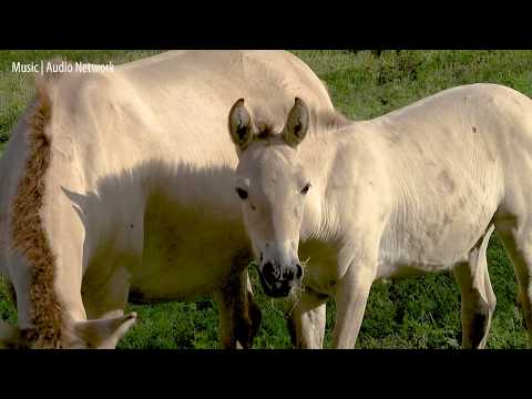 تصویری: موسسه زیست شناسی حفاظت از اسمیتسونیان تولد 4 اسب Przewalski در معرض خطر را اعلام می کند ، و شما می توانید کمک کنید یکی نام ببرید