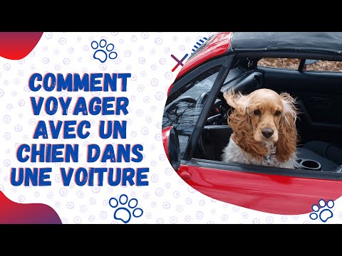 Vidéo: Préparez Votre Animal De Compagnie Pour Les Voyages En Voiture