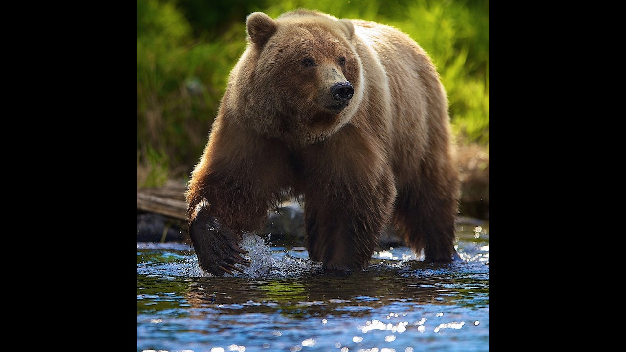 Assasins Creed Rogue | Ассасин изгой - YouTube