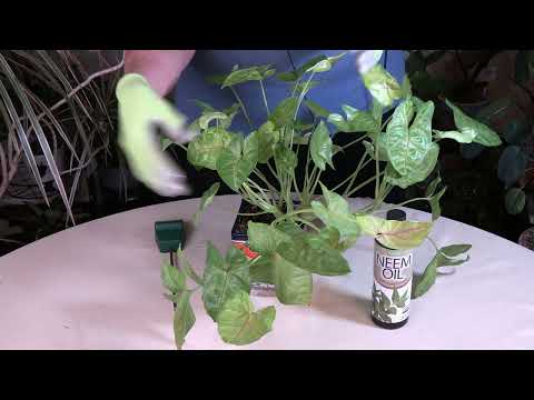 Video: Kućna biljka ima sok na lišću - uzroci i popravci za ljepljivo lišće na sobnim biljkama