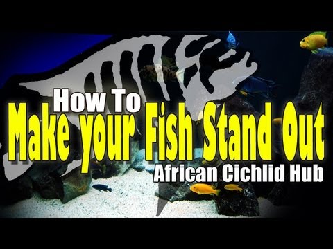 Best Lighting To Bring Out Cichlid Colours - My opinion - #7 Tank Updates Thursday&rsquo;s