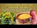 Уникальные свойства золотой крупы.